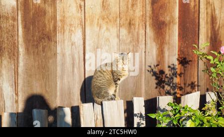 Cat sun bathing, indoors. A cute female torbie kitty is sitting in sunshine framed by heavy dark shadows. The cat is looking curious right in the came Stock Photo