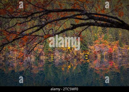 Scenic view Reflection of the Mirror Lake among fall woods in Jiuzhaigou nature reserve (Jiuzhai Valley National Park), China. Stock Photo