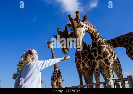 FRANCE. LOIR-ET-CHER (41) SAINT AIGNAN. BEAUVAL ZOOPARC, YOUNG GIRL GIVING FOOD TO THE GIRAFFES Stock Photo