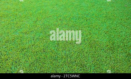 Vibrant green natural grass field for background or wallpaper Stock Photo