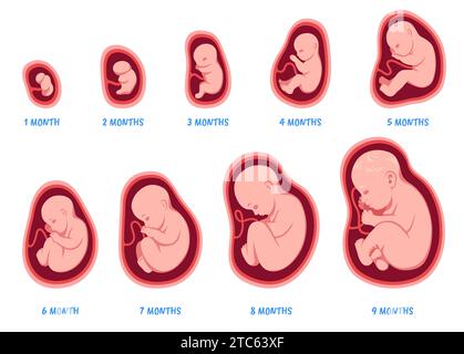 Stages of pregnancy. Fetal development process, human embryo growth cycle, nine months stages, foetus in womb, gynecology, human reproduction Stock Vector