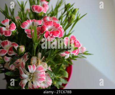 Flowering Small Carnation Bunch In A Flower Pot On White Background Top View Stock Photo