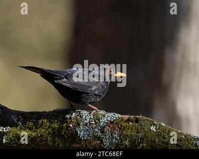 Common blackbird Turdus merula male perched on a moss and lichen covered branch in woodland, near Bransgore, Hampshire, England, UK, February 2021 Stock Photo