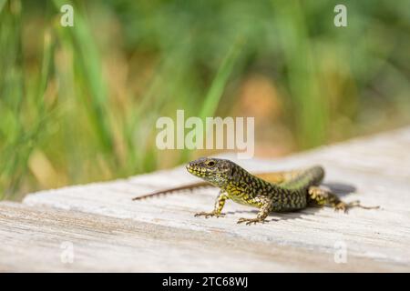 A common wall lizard sitting on the ground, sunny day in summer in Italy Stock Photo