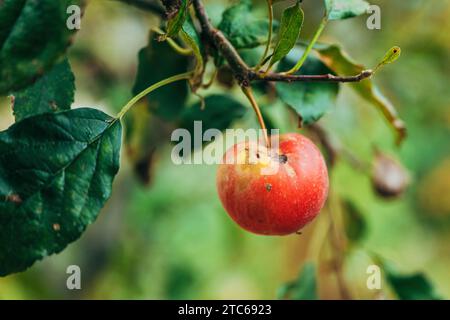 Old overripe apple fruit on the branch in orchard, selective focus Stock Photo