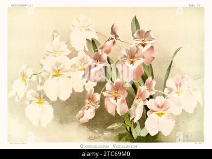 Old illustration of Flag-Like Miltoniopsis (Miltoniopsis vexillaria). Reichenbachia, by F. Sander. St. Albans, UK, 1888 - 1894 Stock Photo