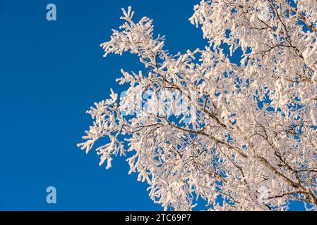 Swedish winter landscape in the countryside with birch trees when the snow has settled nicely on the trees in a very cold temperature -18 degrees. Stock Photo