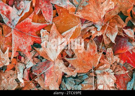 Frozen leaves on the ground in frosty winter morning, colorful autumnal foliage as background, top view Stock Photo