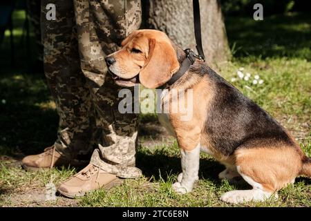 A beagle dog is sitting at the feet of a border guard. Stock Photo