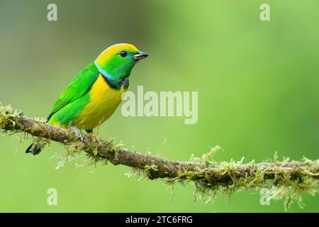 Golden-browed chlorophonia (Chlorophonia callophrys) is a species of bird in the family Fringillidae. It is found in Costa Rica and Panama. Stock Photo