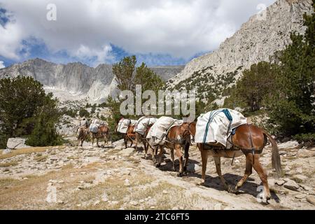 Horses carrying load in natural setting, Crowley, California, USA Stock Photo