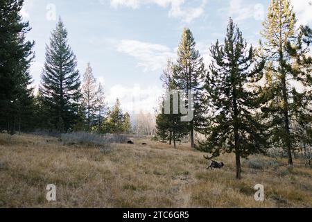 Dogs running freely in the pine forests of Stanley, Idaho Stock Photo