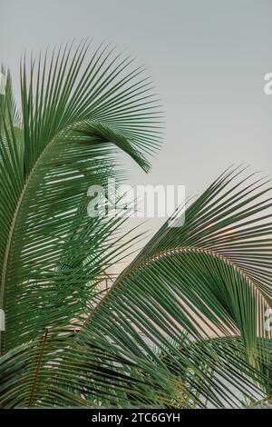 Dominican palm leaves against soft sunset, minimalist beauty. Stock Photo