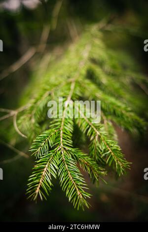 Lush Green Trees Along the Wisconsin Dells Stock Photo