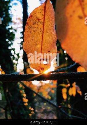 Gleaming Light Shining Through Orange Fall Leaves Stock Photo