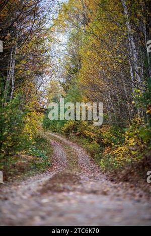 Dirt gravel road winds through Maine woods in fall, Millinocket. Stock Photo