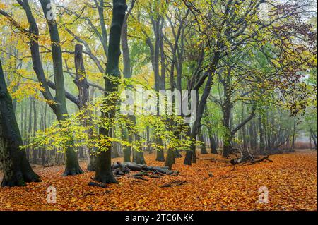 Beautiful fall colors during autumn in forest, Amsterdamse Waterleidingduinen, Netherlands. Stock Photo