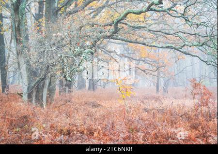 Fern and colorful foliage in mist and autumn forest, Heemstede,  Netherlands. Stock Photo