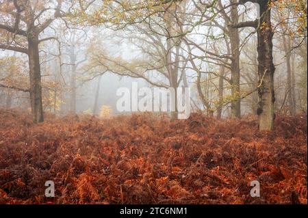 Fern and colorful foliage in mist and autumn forest, Heemstede,  Netherlands. Stock Photo