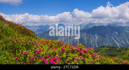 Alpine rose blossom, panorama from Fellhorn, 2038m, to Höfats, 2259m, and other Allgäu mountains, Allgäu Alps, Allgäu, Bavaria, Germany, Europe Stock Photo