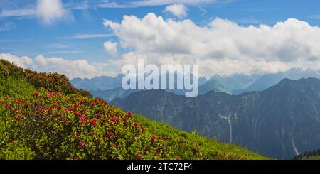 Alpine rose blossom, panorama from Fellhorn, 2038m, to Höfats, 2259m, and other Allgäu mountains, Allgäu Alps, Allgäu, Bavaria, Germany, Europe Stock Photo