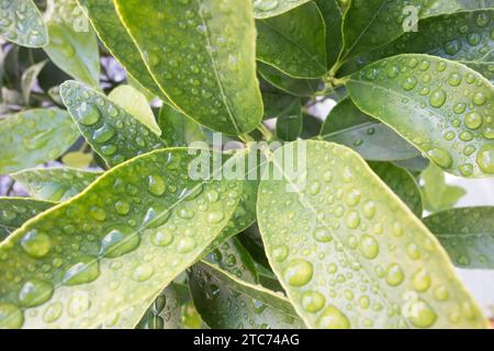 Rain drops on Orange tree leaves, Herefordshire UK. July 2020 Stock Photo