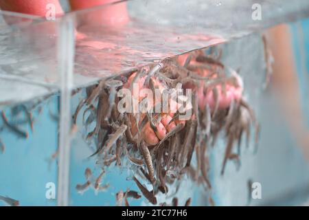 Foot peeling with garra rufa fish. View of legs in aquarium with fish. Stock Photo