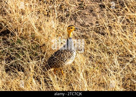 Male Coqui francolin (Campocolinus coqui) is a species of bird in the family Phasianidae. Photographed in Ethiopia Stock Photo