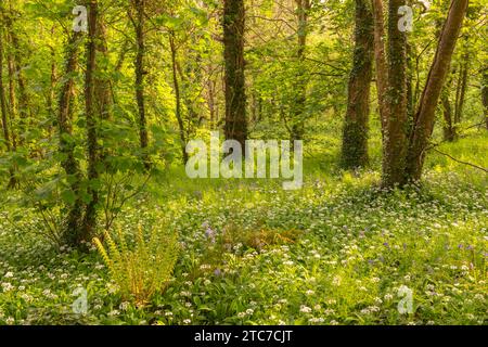 Bluebells and ramsons flowering in Hardwick Wood near Plymouth, Devon, UK.  Spring (May) 2023. Stock Photo