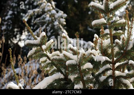Fir tree branches covered with white snow in winter. A close up photo. The snow glitters in the sunlight. Stock Photo