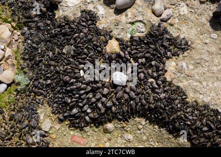 Mytilaster minimus, the dwarf mussel or variable mussel, is a species of mussel from sea and brackish waters of the Mediterranean Sea. Stock Photo