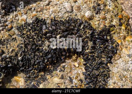 Mytilaster minimus, the dwarf mussel or variable mussel, is a species of mussel from sea and brackish waters of the Mediterranean Sea. Stock Photo