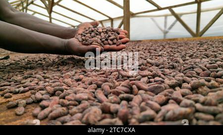 An african man with cocoa beans on his hand,Sao Tome e Principe,Africa Stock Photo