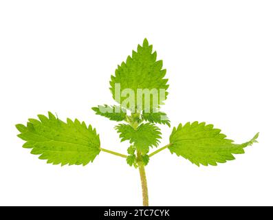 Small nettle isolated on white background, Urtica urens Stock Photo