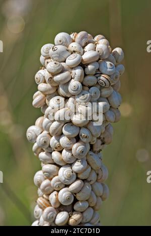 Land snail, or Sandhill snail (Theba pisana) mass clustered on vegetation during dry season to avoid warm temperatures at ground level, Stock Photo