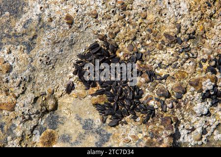 eggs of the Yellow Slug Limacus flavus, known commonly as the cellar slug, the yellow slug, or the tawny garden slug, is a medium to large species of Stock Photo