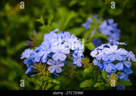 Blue flowers of a Cape leadwort flowers (Plumbago capensis). Plumbago is a genus of 10–20 species of flowering plants in the family Plumbaginaceae, na Stock Photo