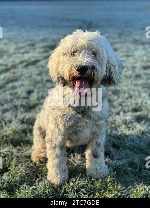 Cute white cokerpoo dog sitting with tongue out. Stock Photo