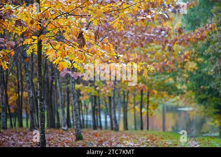 Forest in Autumn with Fall Colors Perigord National Forest Stock Photo