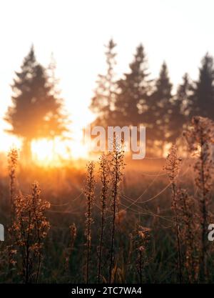 Close-up shot of dry grass in a forest, adorned with delicate spider webs and morning dew. The vibrant sunrise casts a golden glow, introducing the be Stock Photo
