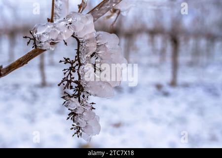 A frozen grape, delicately encased in frost, stands against a snowy backdrop tinged with shades of blue, capturing the serene beauty of winter. Stock Photo