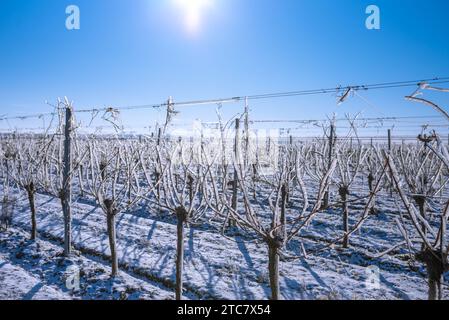Sunlit Vineyard Adorned in Icy Splendor Stock Photo