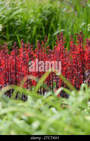 Cardinal flower Queen Victoria, Lobelia cardinalis Queen Victoria, 2-lipped bright red flowers Stock Photo