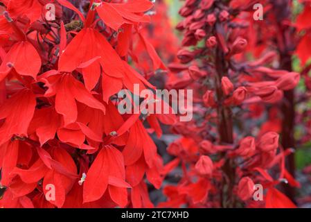 Cardinal flower Queen Victoria, Lobelia cardinalis Queen Victoria, 2-lipped bright red flowers Stock Photo