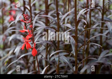 Cardinal flower Queen Victoria, Lobelia cardinalis Queen Victoria, 2-lipped bright red flowers Stock Photo