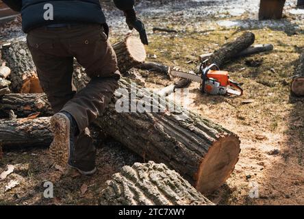 Woodcutter with chainsaw sawing tree trunks Stock Photo