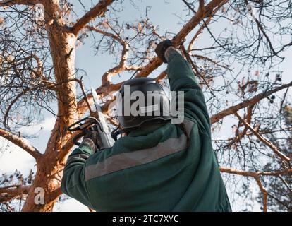 Arborist in a helmet cuts down the branches of a dried emergency tree. Height climber works. Woodcutting. Stock Photo