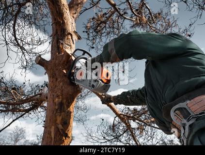Arborist in a helmet cuts down the branches of a dried emergency tree with chainsaw. Height climber works. Woodcutting. Stock Photo