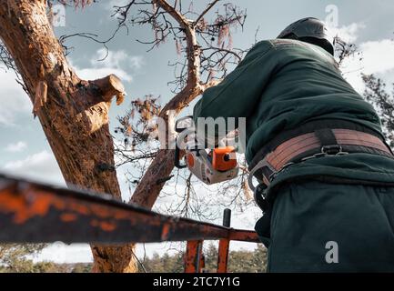 Arborist cuts down the branches of an emergency tree with chainsaw while standing in the cradle of a lift at a great height. Stock Photo