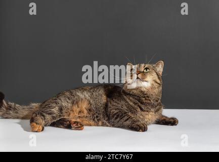 Beautiful tricolor chat with long whiskers looks upwards on white and gray background Stock Photo